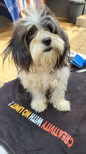 1+ year Male Purebred Lhasa Apso