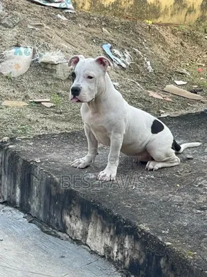6-12 months Female Purebred American Bully