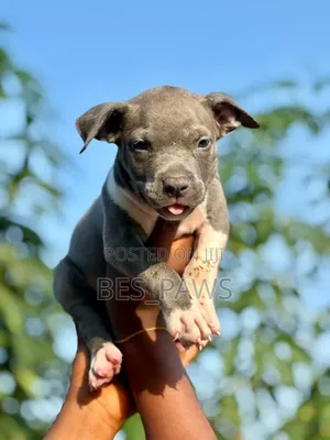 1-3 months Male Purebred American Bully