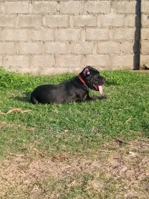 3-6 months Male Purebred Cane Corso