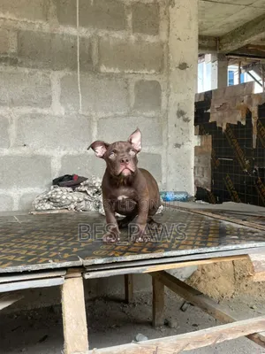 3-6 months Male Purebred American Bully