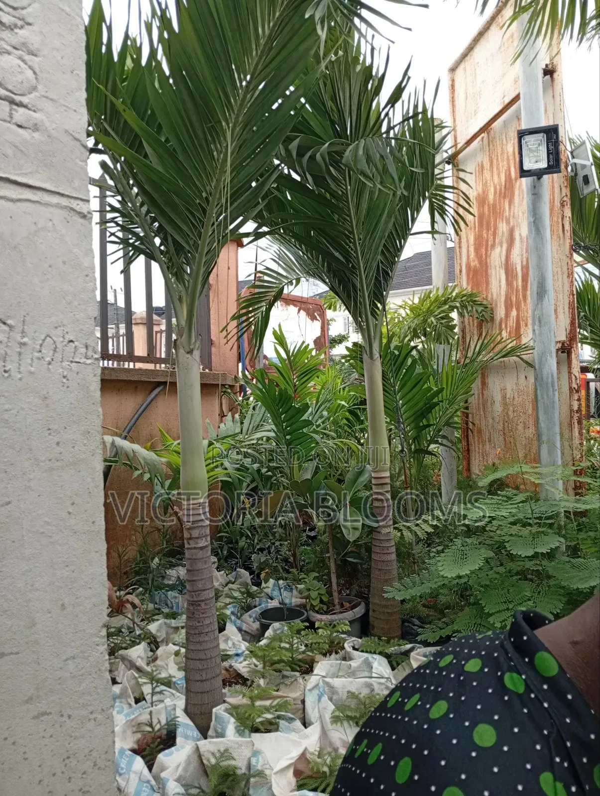 Tall Queens Palm Trees