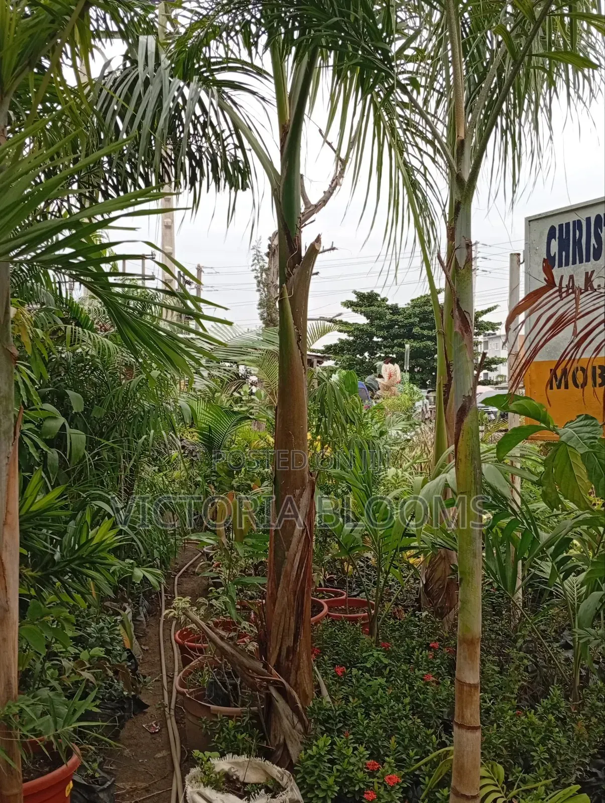 Royal Palm Tree for Sale