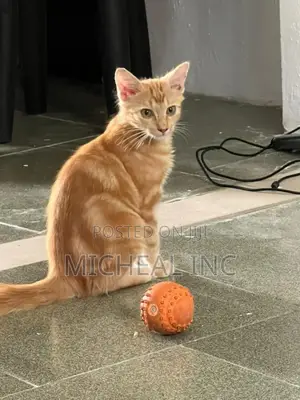 1-3 months Male Purebred Turkish Angora