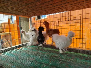 Young Brahma, Silkie, Sultan, Polish, Frizzle, Naked Neck