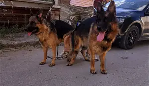 1+ year Male Purebred German Shepherd