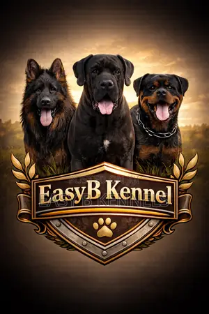 1+ year Male Purebred German Shepherd