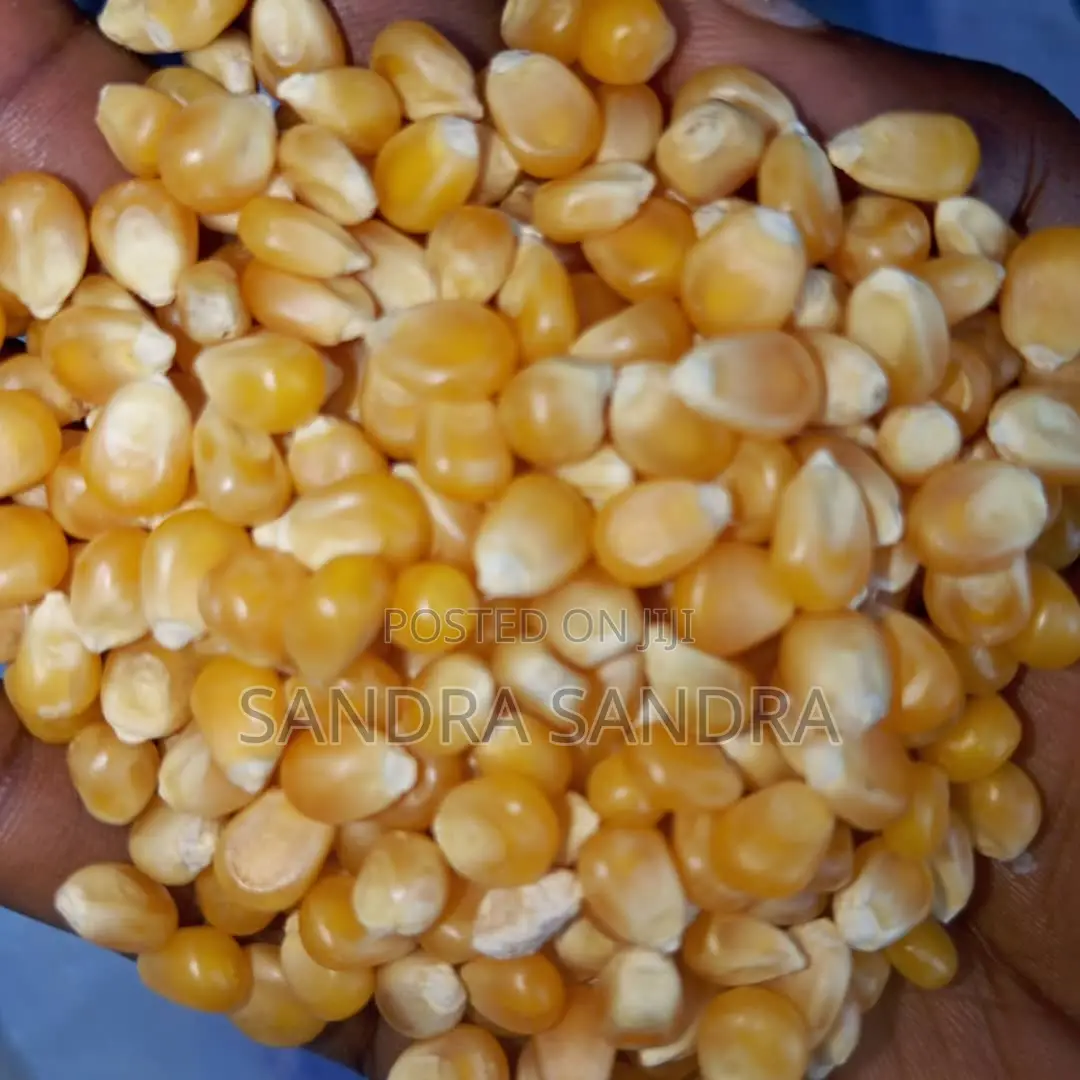 Pop Corn Seed