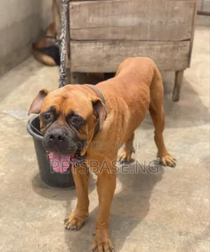 1+ year Male Purebred Bullmastiff