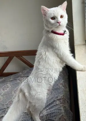Premium White Persian Stud Service – Elegant Proven Male