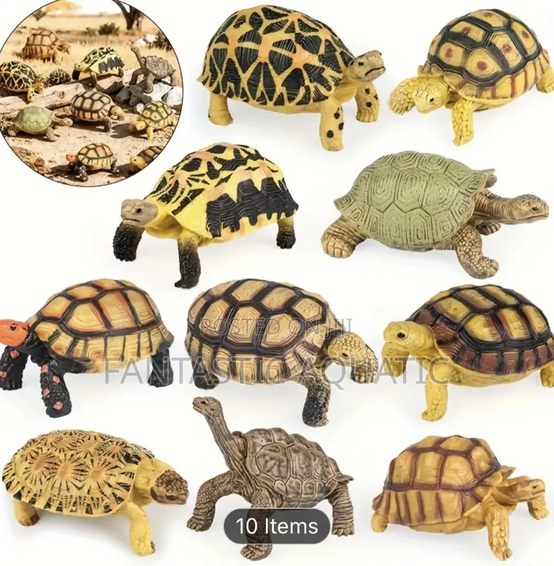 Available Turtles