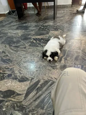 1-3 months Male Purebred Saint Bernard