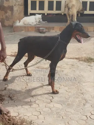 1+ year Male Purebred Doberman Pinscher