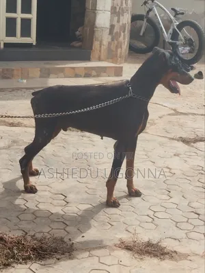 1+ year Male Purebred Doberman Pinscher