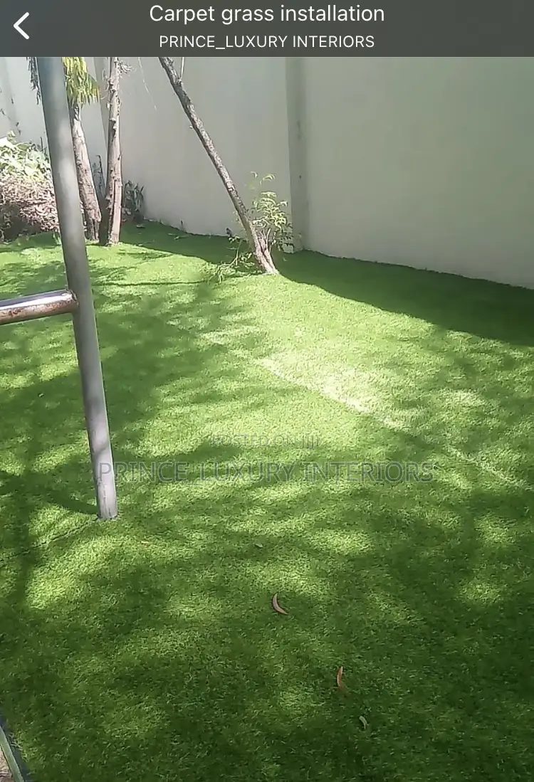 High Quality Carpet Grass