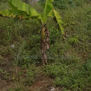 Joint Venture Land Available At Isheri Magodo