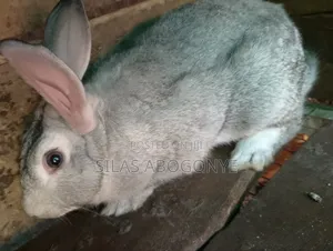 Giant Rabbit