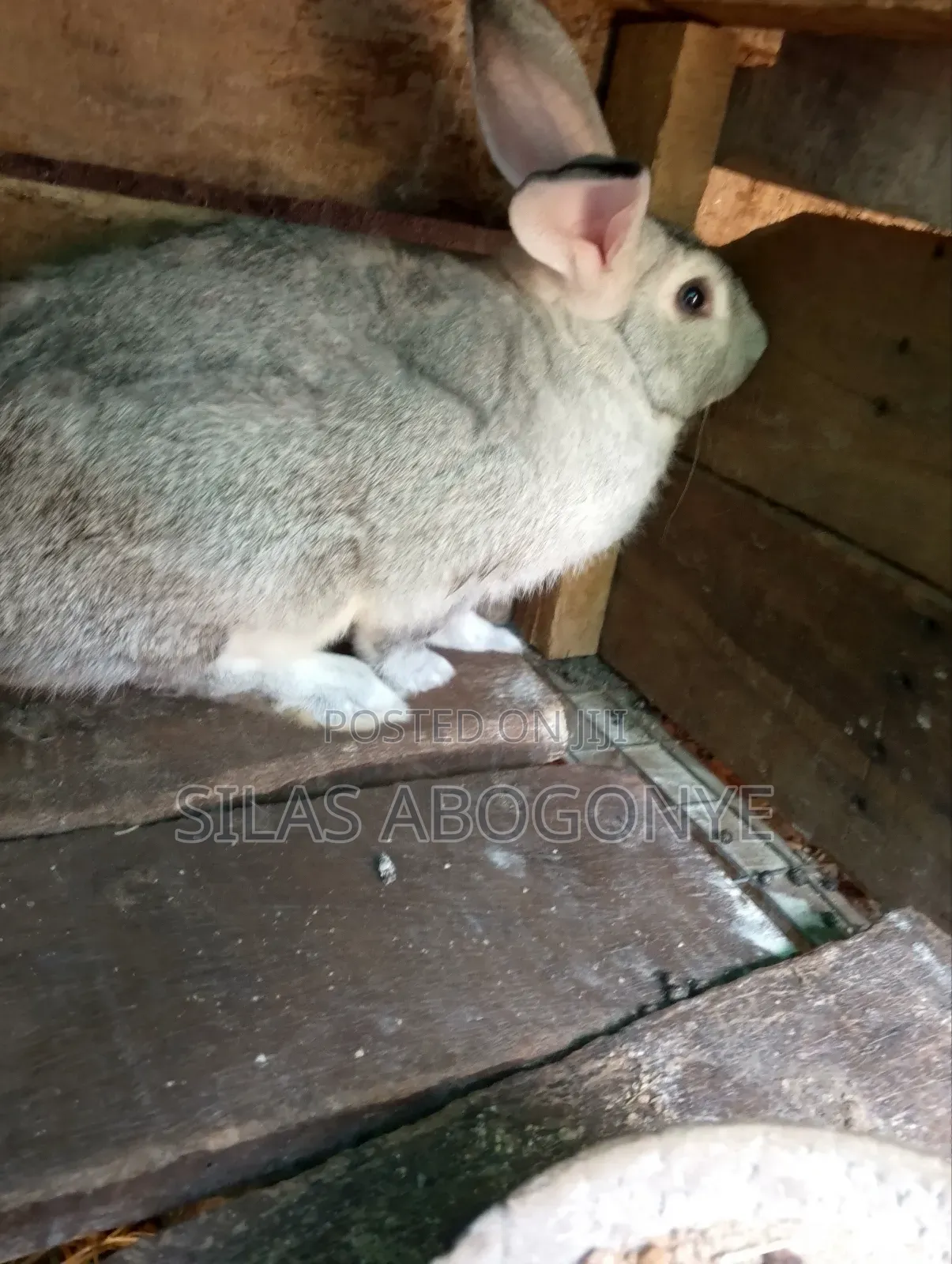 Giant Rabbit