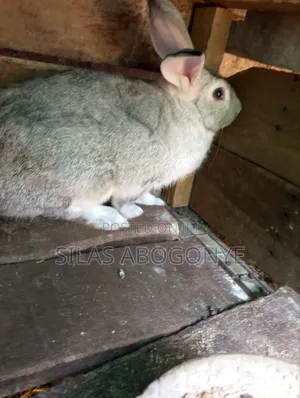 Giant Rabbit
