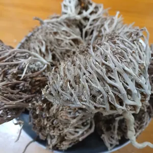 Cap Maryam/Rose of Jericho Resurrection Plant