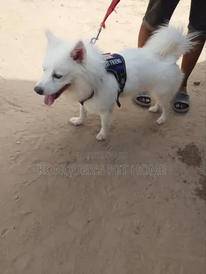 1+ year Male Purebred American Eskimo