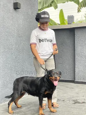 1+ year Female Purebred Rottweiler