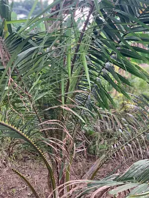 Oil Palm Plantation