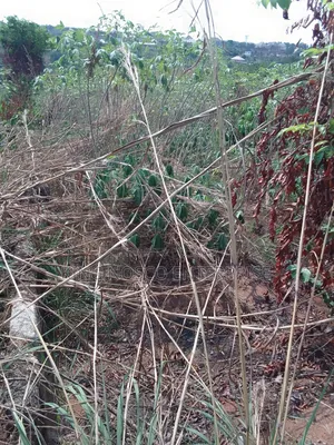 The Land Is Located Plot 47a Udoamaka Estate Isuanocha