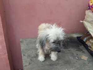 6-12 months Male Purebred Lhasa Apso