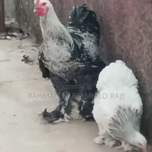 Brahma Chicken