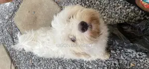 0-1 month Male Purebred Lhasa Apso