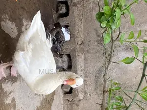 7 Month Old Geese