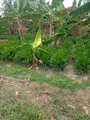 Plant Seedlings
