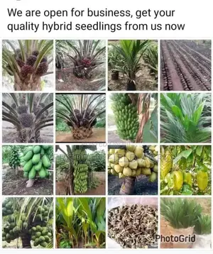 Plant Seedlings