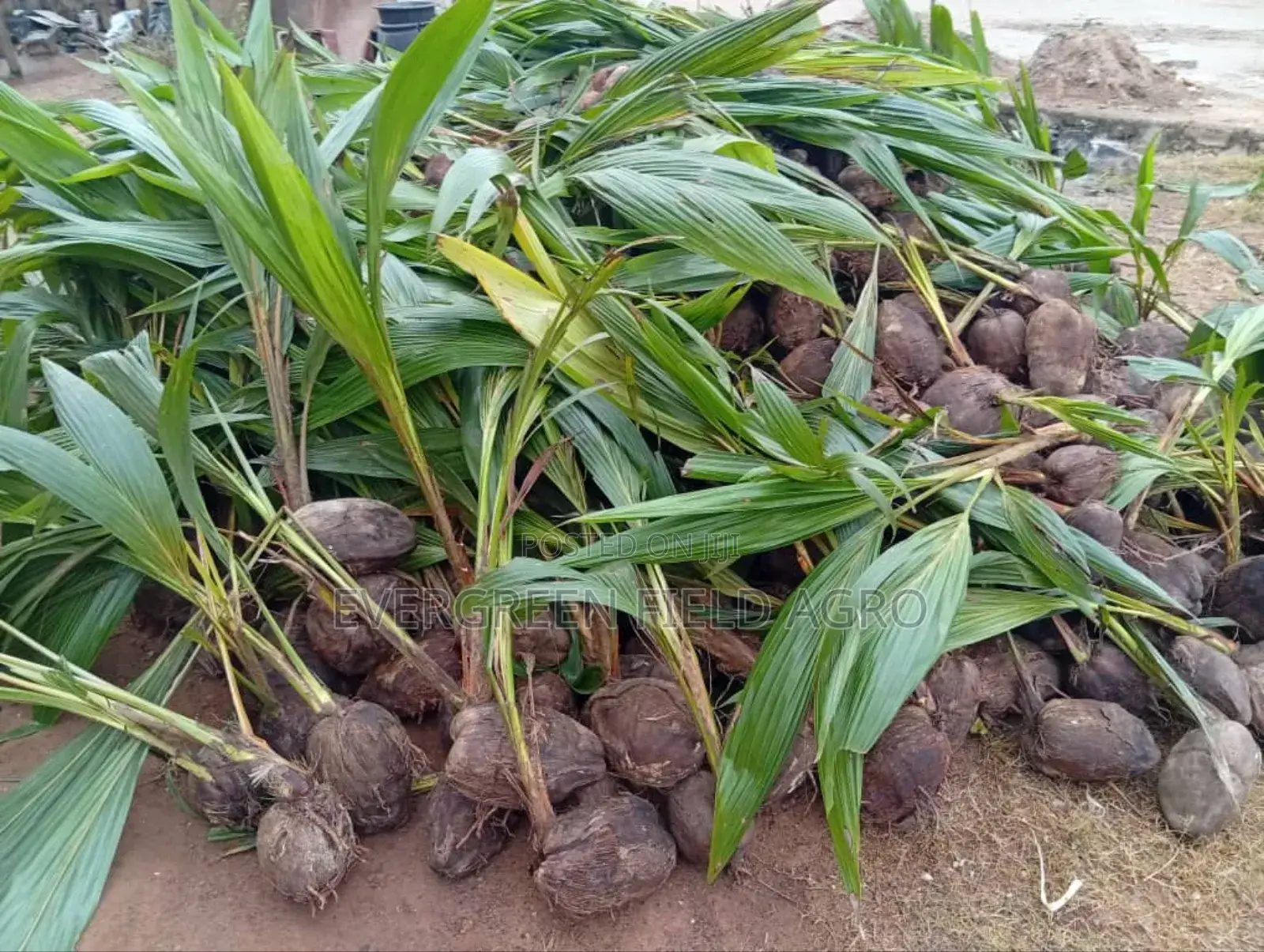 Plant Seedlings