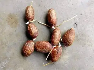 Plant Seedlings