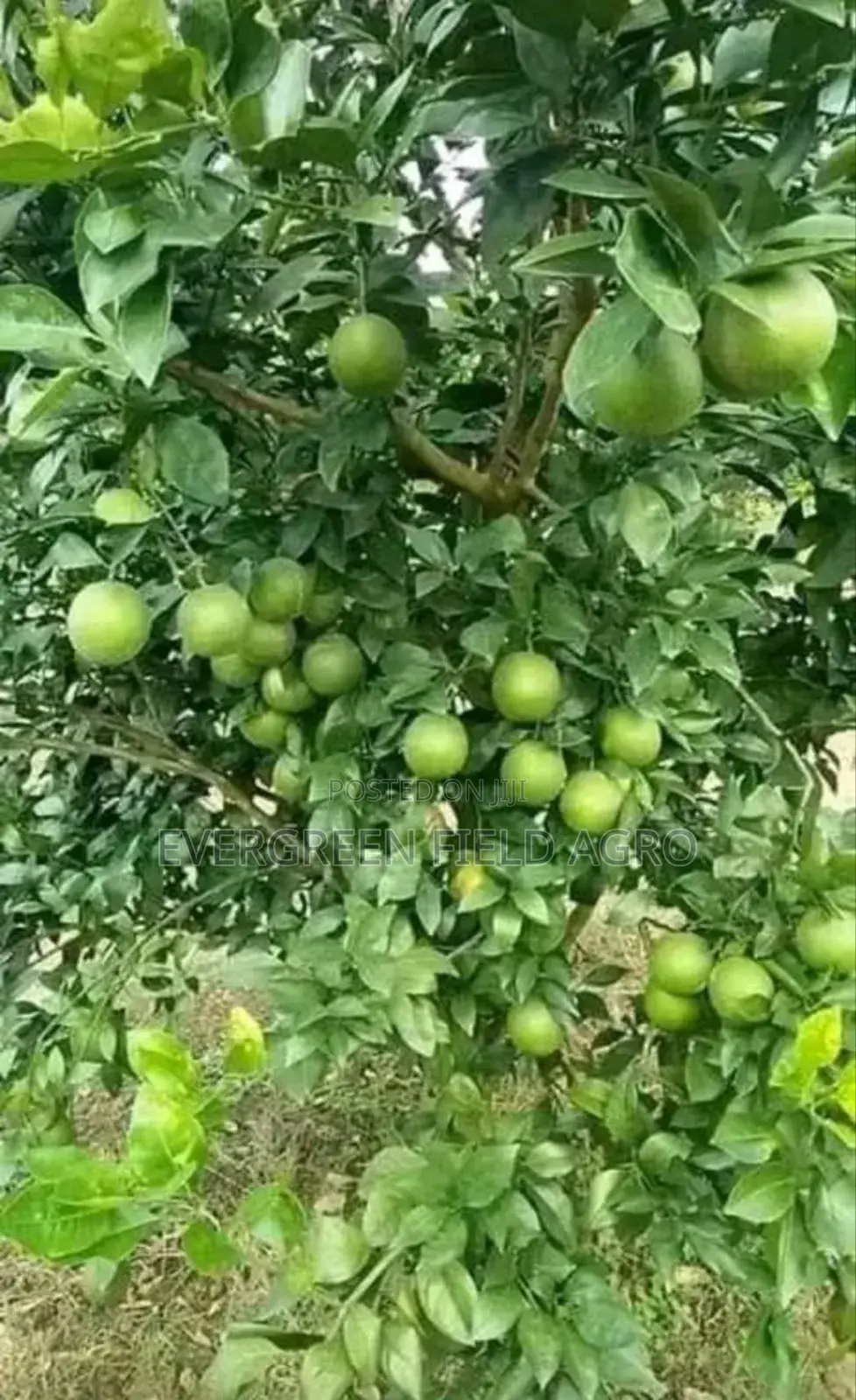 Plant Seedlings