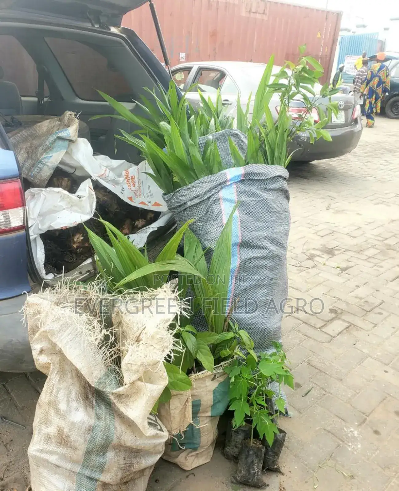 Plant Seedlings