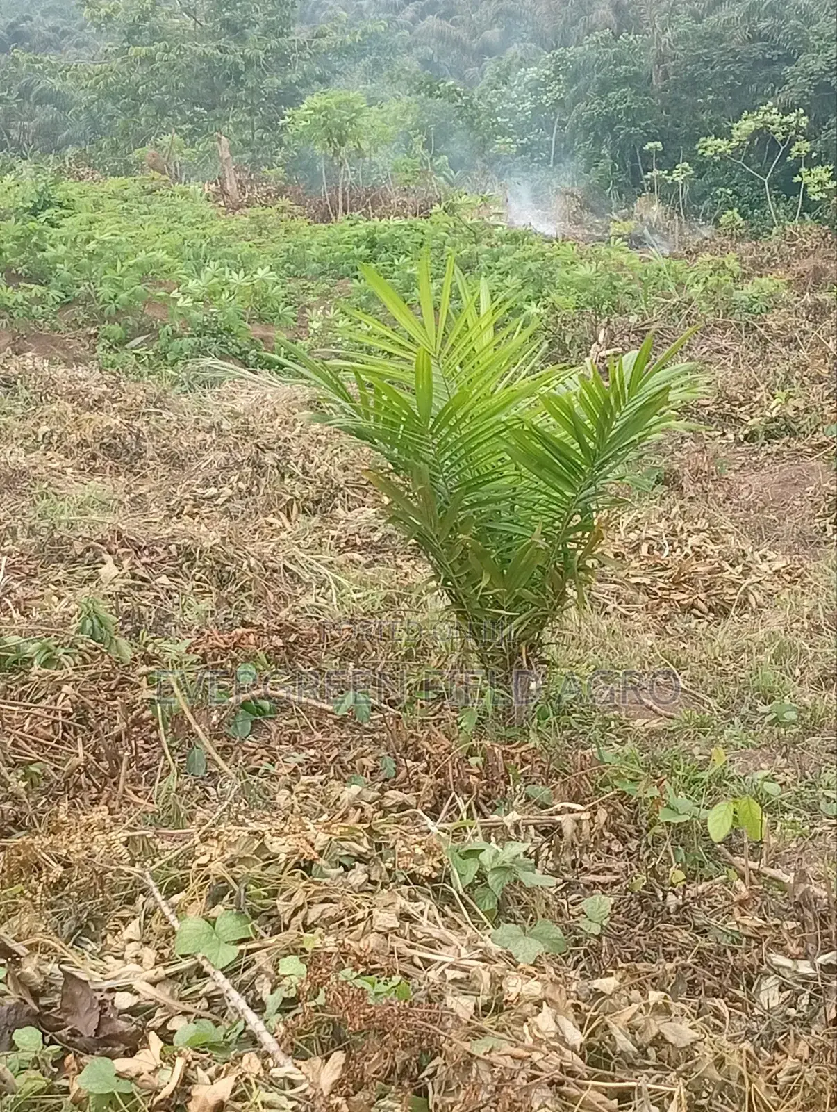 Plant Seedlings