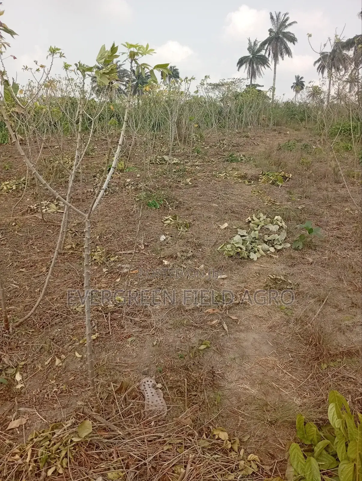 Plant Seedlings