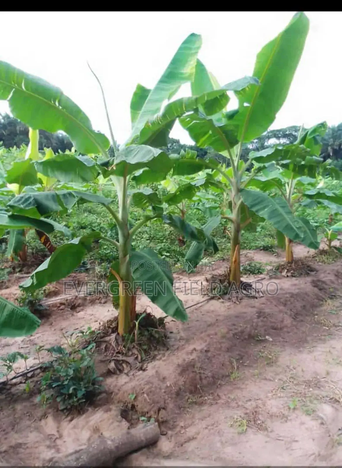 Plant Seedlings