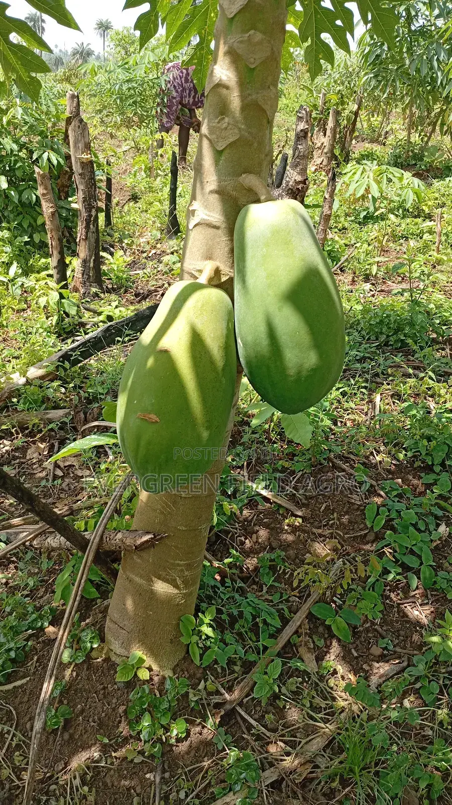 Plant Seedlings