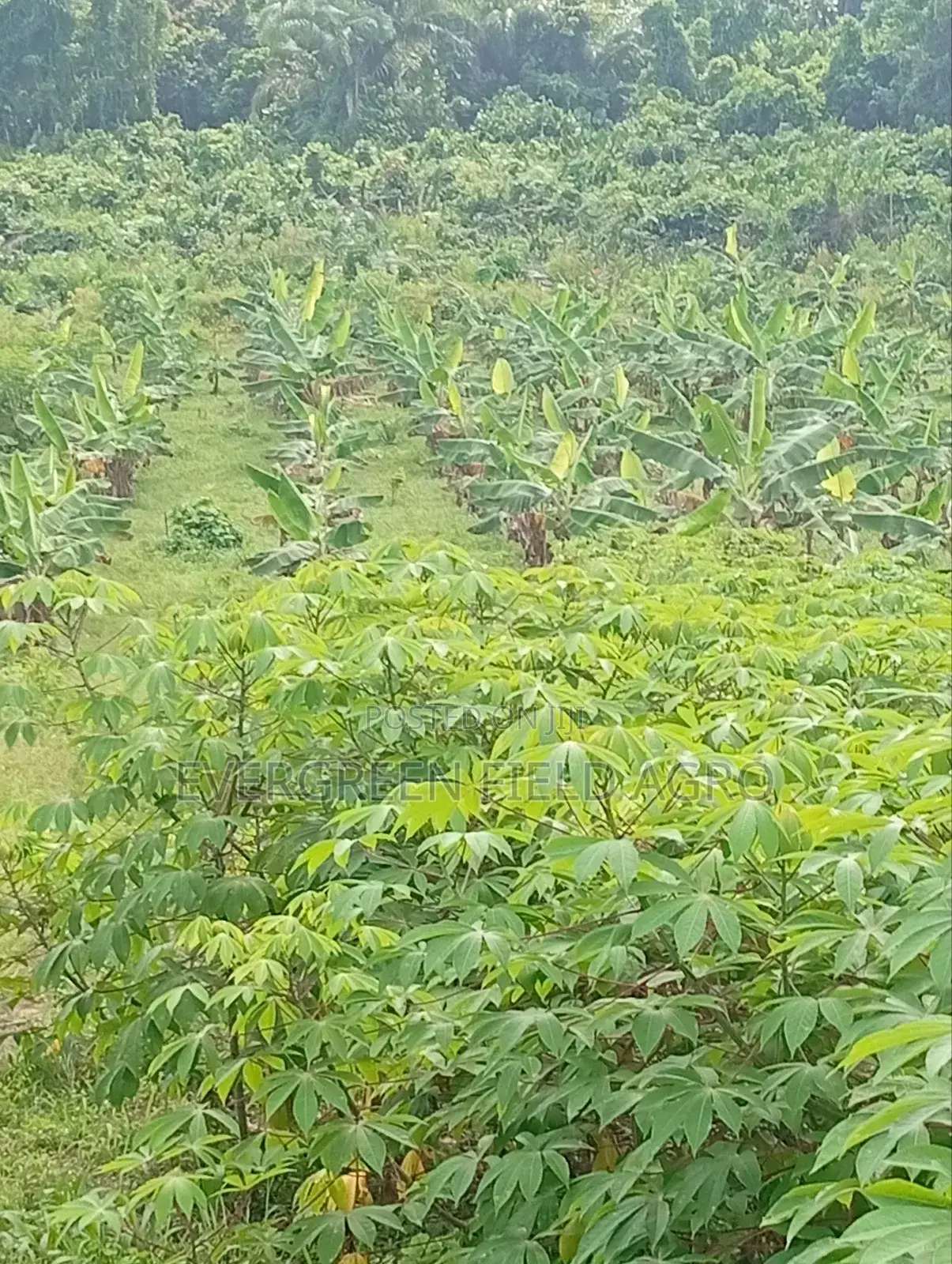 Plant Seedlings