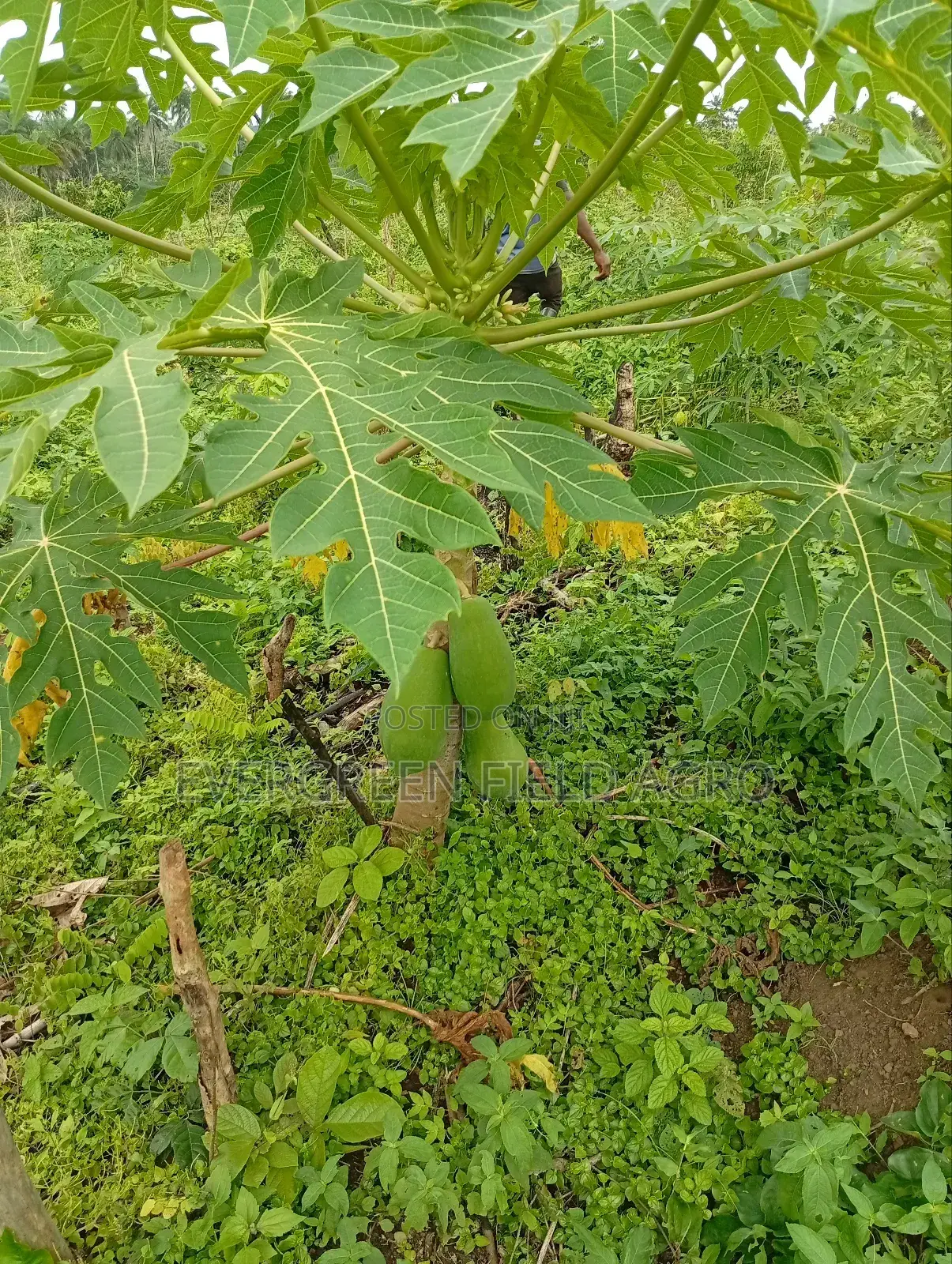Plant Seedlings