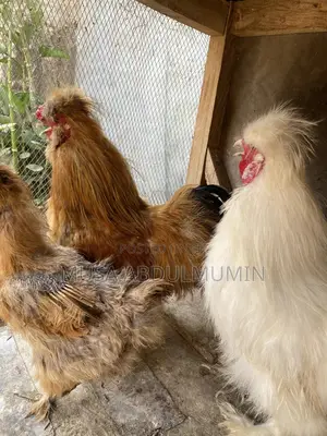 Mature Male and Female Silky