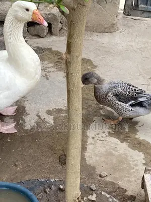 Grower Duck