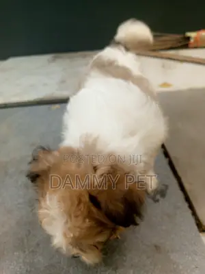 1-3 months Male Purebred Shih Tzu