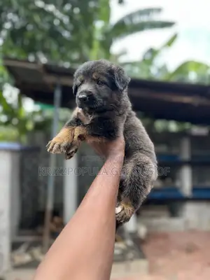 1-3 months Male Purebred German Shepherd
