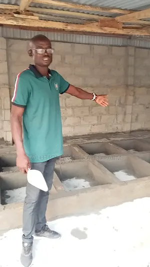 BSF Maggots Eggs Larvae