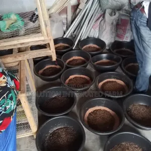 BSF Maggots Eggs Larvae